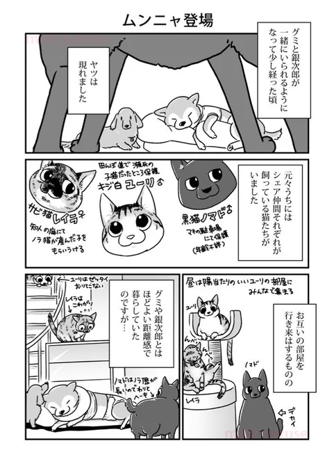 【再掲】「ムンニャ登場」(1/2)

ちょうど猫の回です。
今日、うちの最先住猫であるキジシロのユーリが闘病の末旅立ちました。

グミと銀次郎の介護と終末期の本を描き、皆さんに毎日お知らせをする中、ユーリはずっと頑張ってくれていました。 