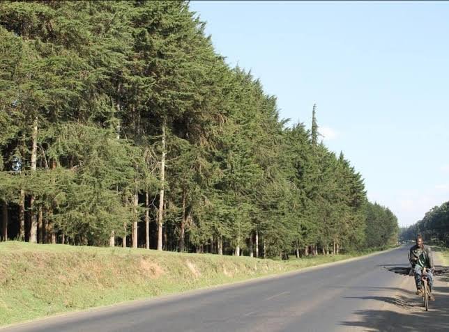 George T. Diano tweet media