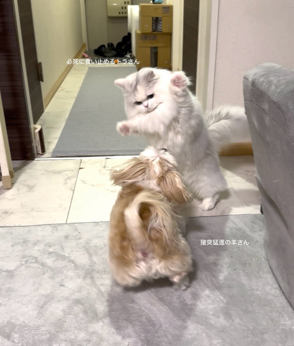 羊さんとトラさん tweet media
