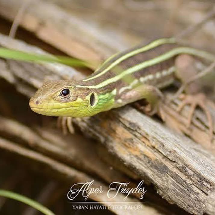 Üçüncü cemre toprakla buluştu bugün. 
Şimdi toprak tüm kış soğuktan koruyup içine sakladığı binbir güzelliği gün gün yeryüzüyle paylaşacak. Hemen sonra İbibikler göçten gelip toprağı didikleyecek hadi artık kalk dercesine. Sonra mis kokulu rengarenk çiçekler fışkıracak. O
