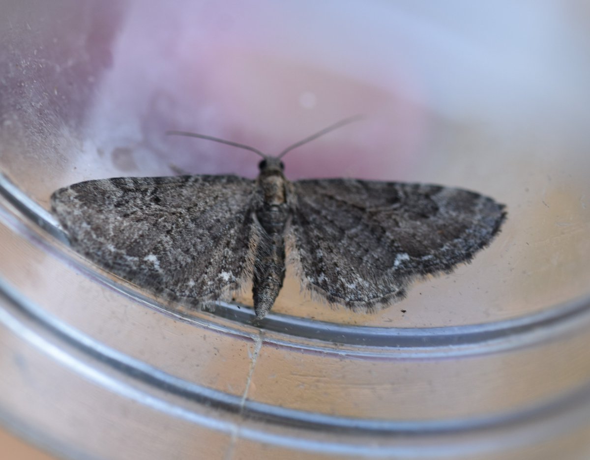 Too Lazy To Weed tweet media