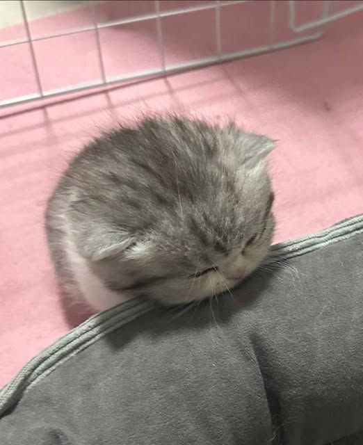 CuteCatsMagic's tweet photo. https://t.co/tQEpprA0ex