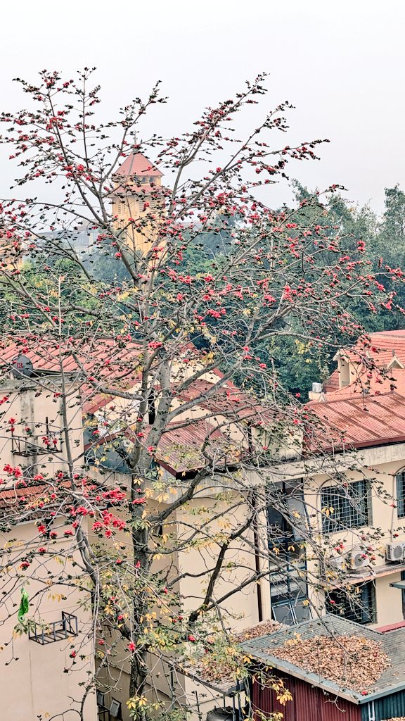TemoAnh's tweet photo. The thorny kapok tree is gradually blooming. https://t.co/44TlX7ViWT