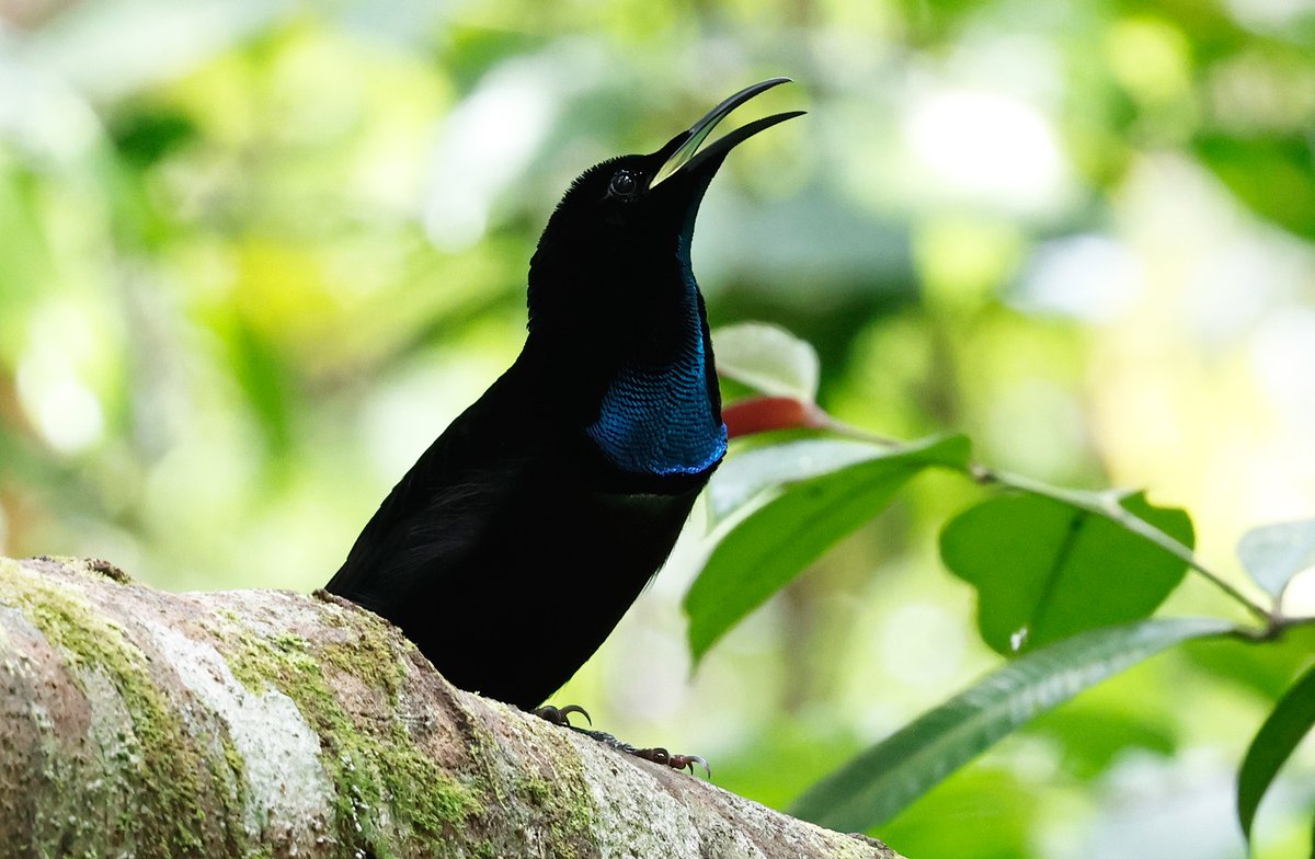 CalidrisBirdingTours tweet media