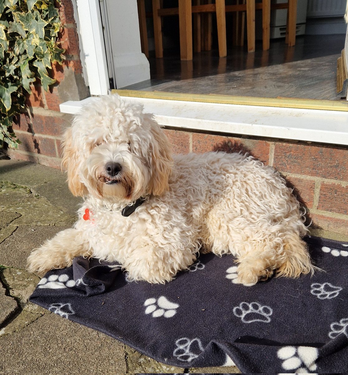 jennystape's tweet photo. Throwback Thursday to 2025 February sunshine in the garden....
#ThrowbackThursday #Memories #JackBovverBoy #BovverBoysForever
#HappyJack https://t.co/DGB0I913vX