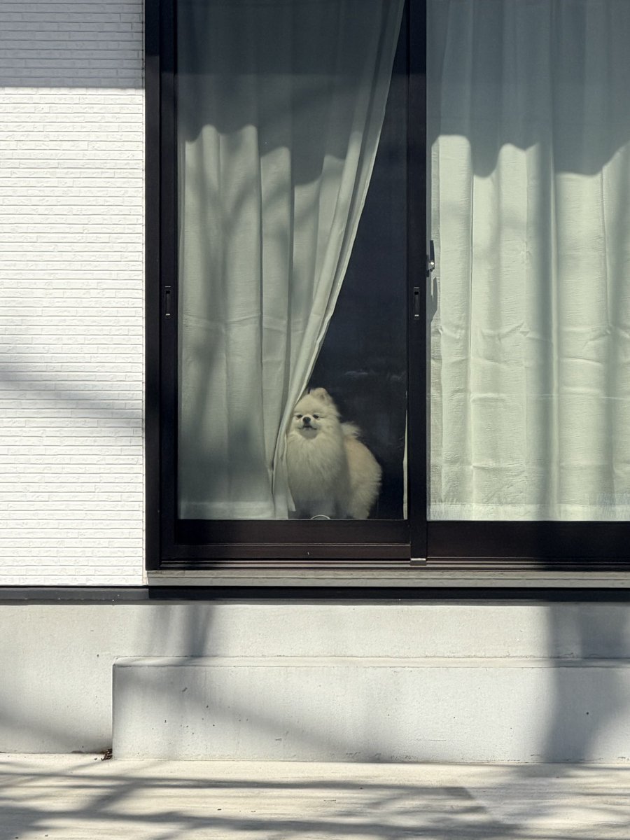 伊之助ボディになるまで毎日腹筋ローラー tweet media