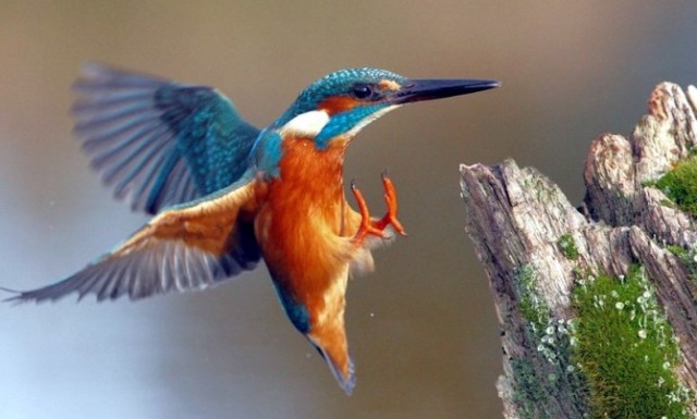 Reteti Adventure Safaris Ltd tweet media