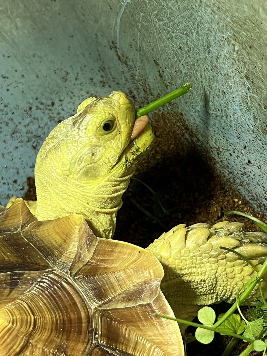 Reptiles Shop Queen tweet media