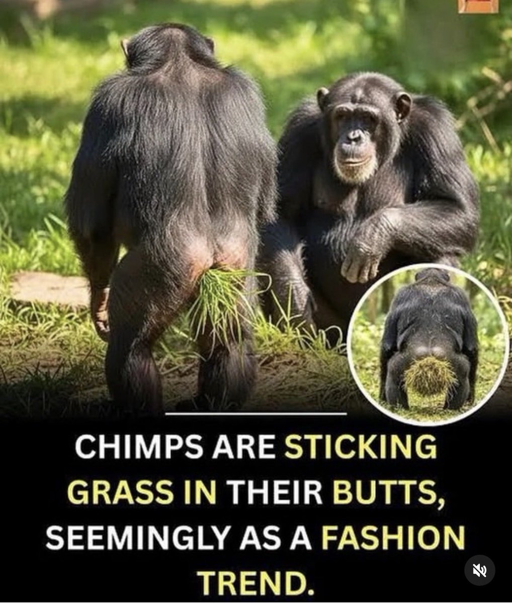 New fashion trend coming to a #liberal community near you. #libtard