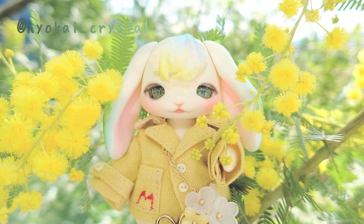 やっと晴れた！ミモザが咲きだした！ ミモザの花にミモザ色のお洋服に