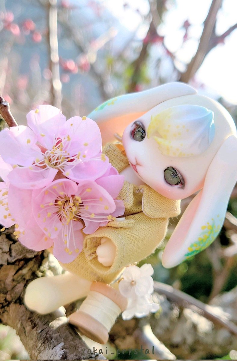 やっと晴れた！ミモザが咲きだした！ ミモザの花にミモザ色のお洋服に