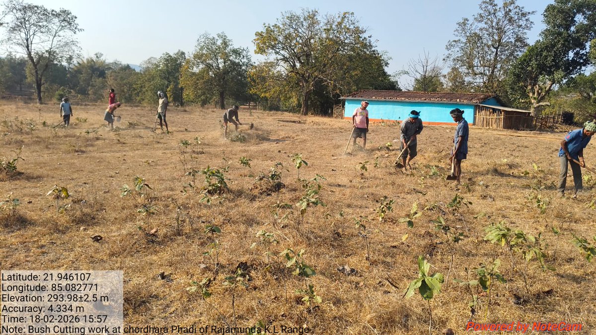 dforkl's tweet photo. Bush cutting under Rourkela K.L. Division started from 09.02.2026 and is ongoing, shaping Kendu bushes for higher yield and strengthening livelihoods. 🌱 https://t.co/R2FVQvMfRj