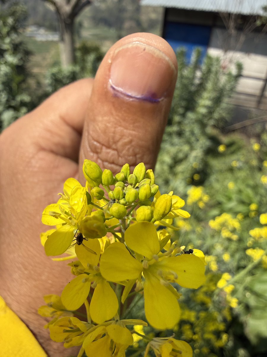 sg_sajan's tweet photo. नेपाल र नेपालीको भविष्य यसरी नै फुलोस्। सबैको जय होस्। हरि ॐ। https://t.co/2gg75vKYbx