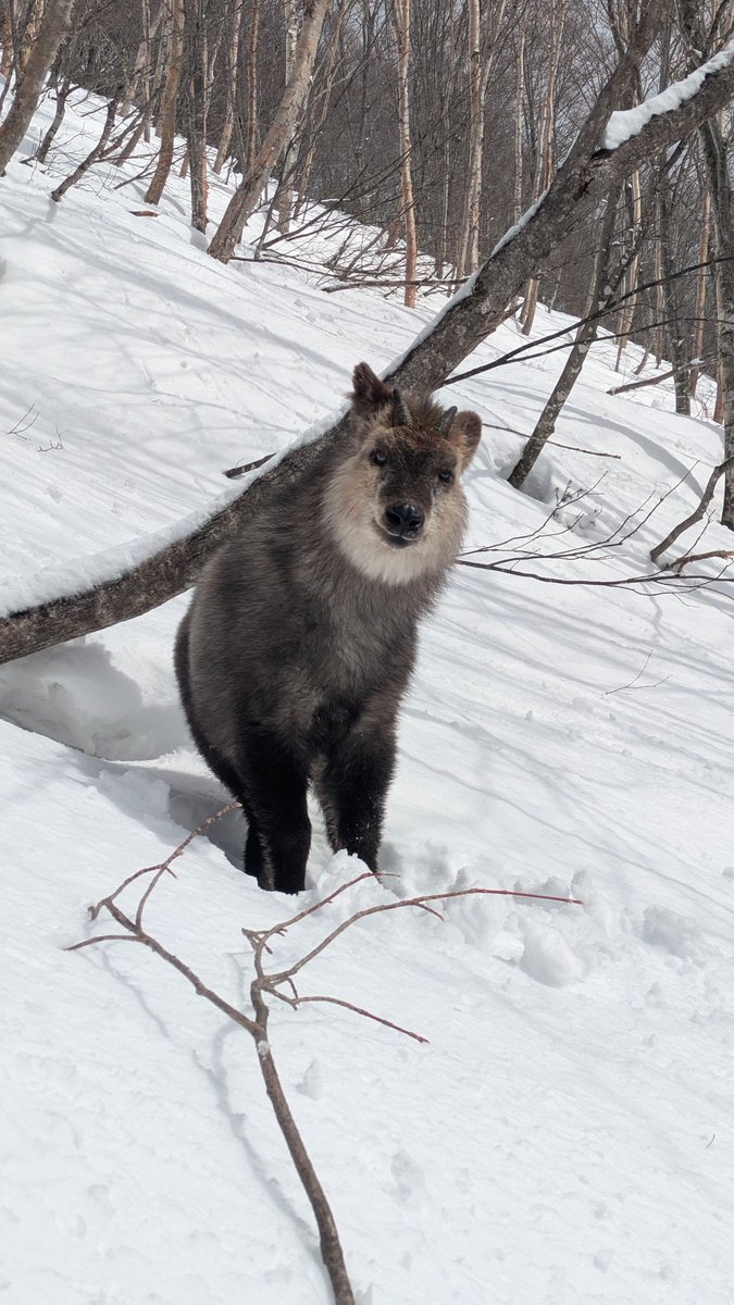 極速たこ🐙🇯🇵 (@SpeedTako88) / Posts / X