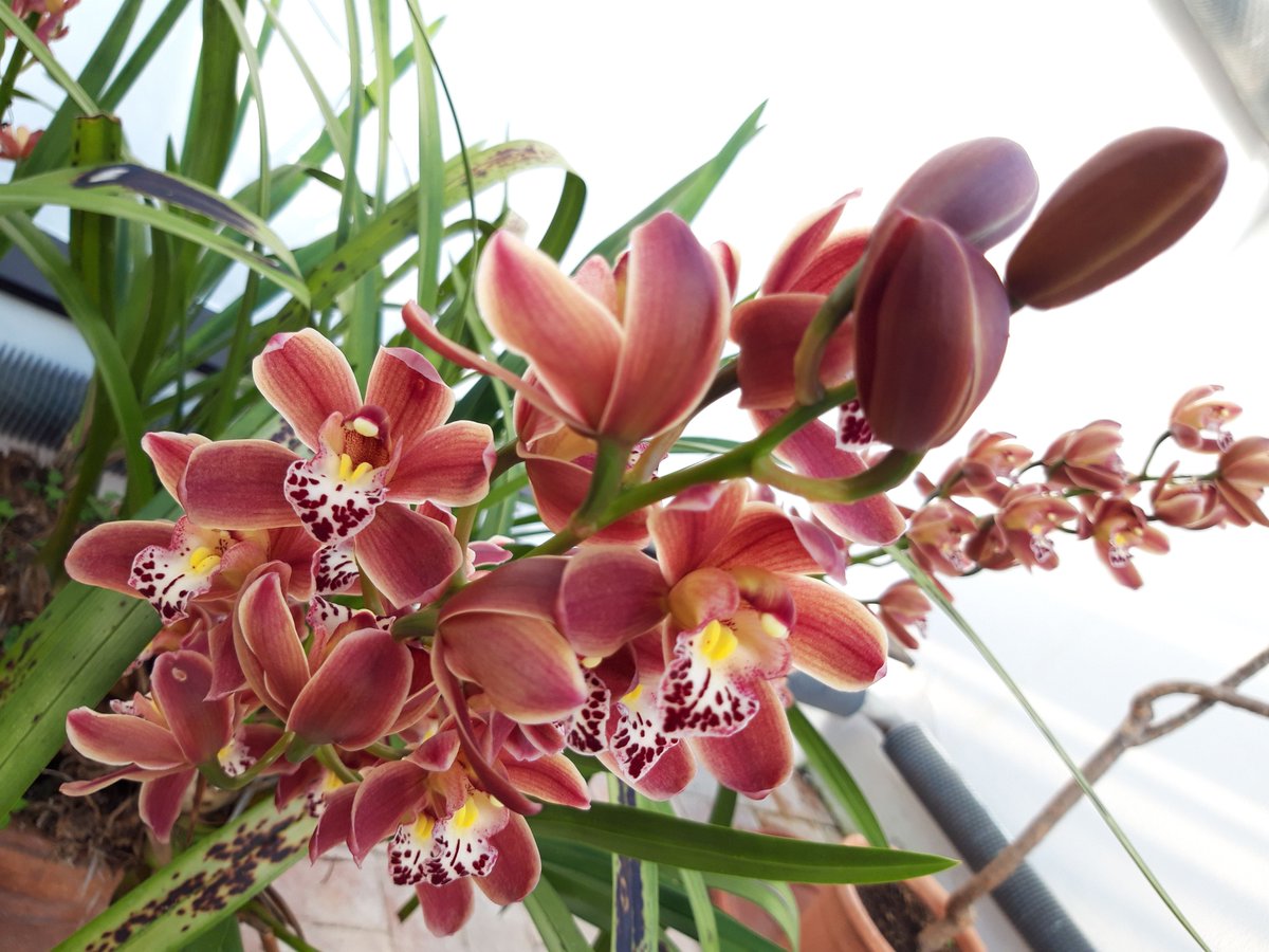 Freya Ingva tweet media