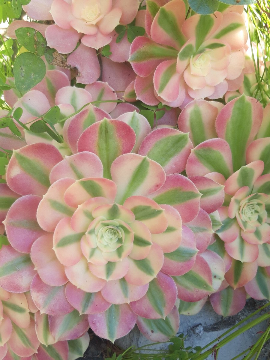 Freya Ingva tweet media