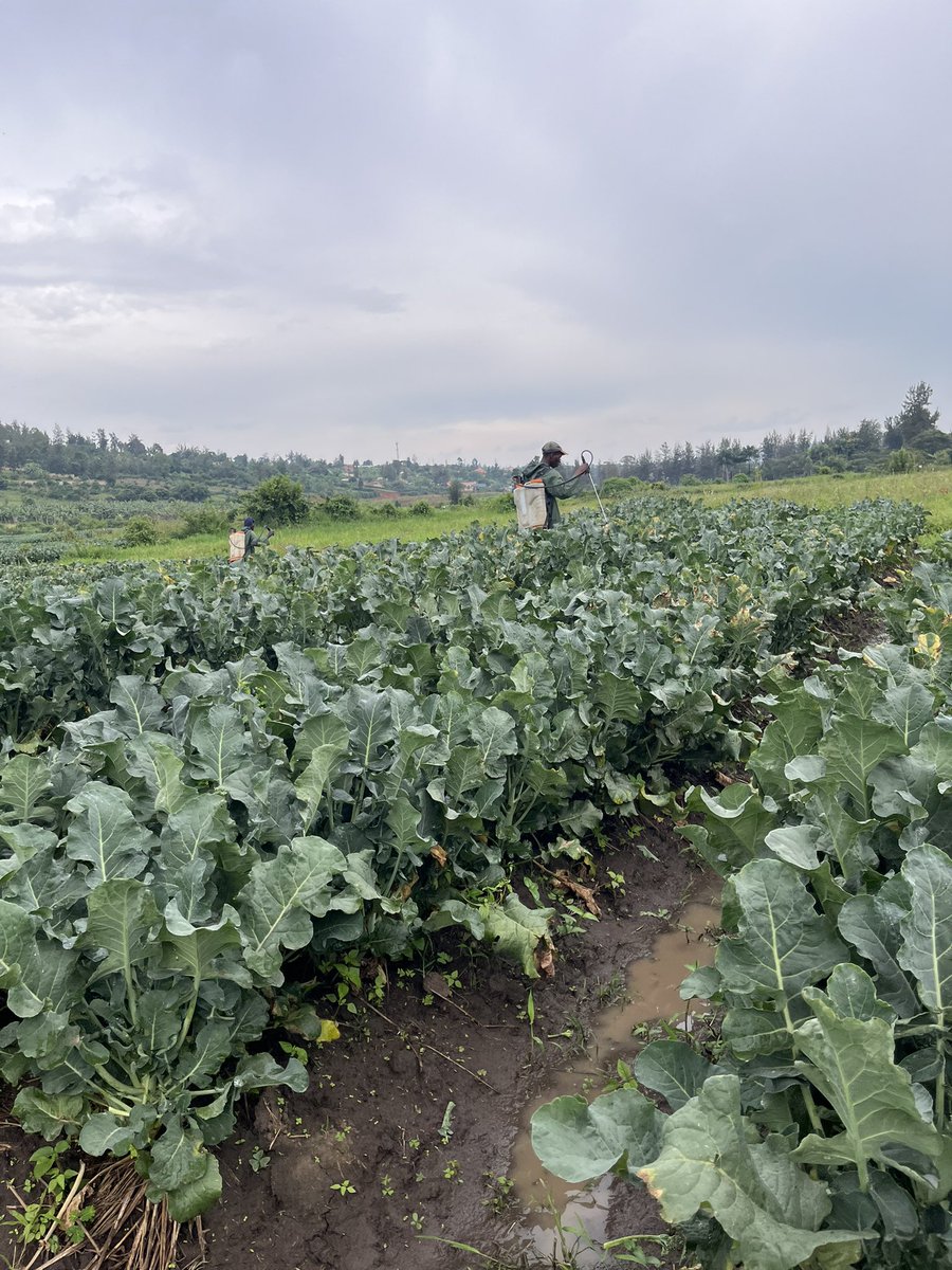 EricRukebesha's tweet photo. Wonderful morning from the Farm 👩‍🌾 https://t.co/fyff8XwLAM