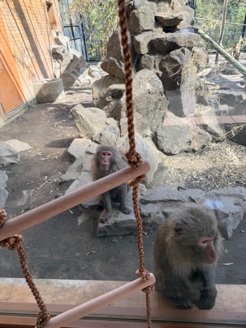 gomakomame (@gomakomame) / Posts / X