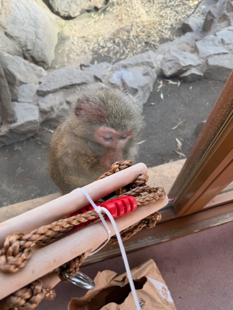 gomakomame (@gomakomame) / Posts / X