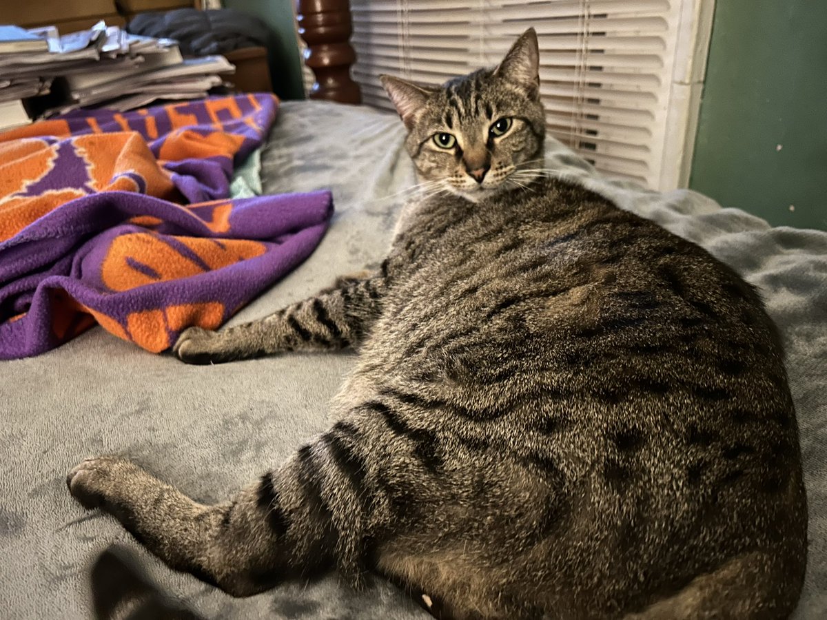 TheMSMaven tweet media