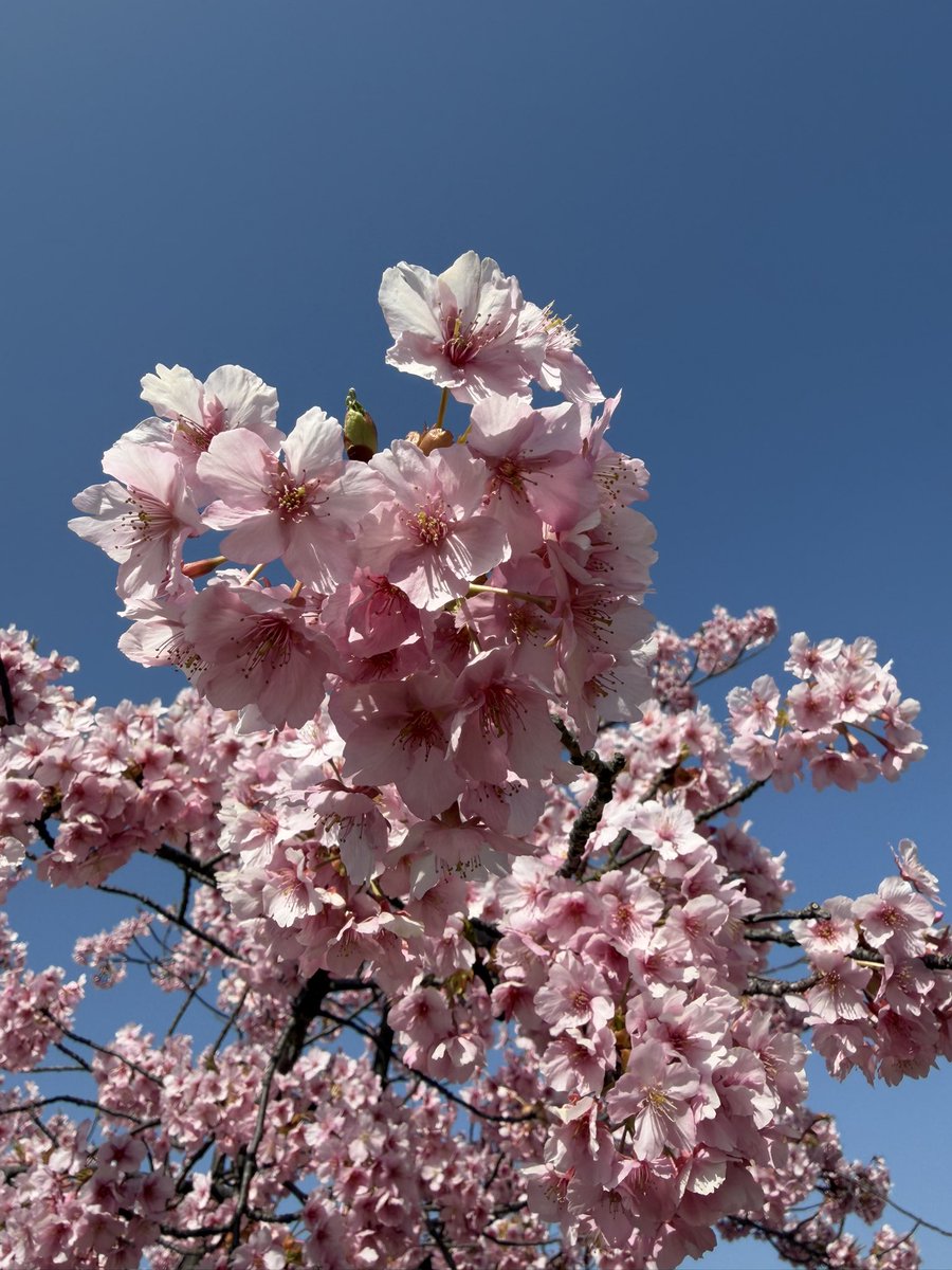 tatsuya4435's tweet photo. 防府市の新築地緑地公園の河津桜が満開です🌸 https://t.co/EYeufNZs02