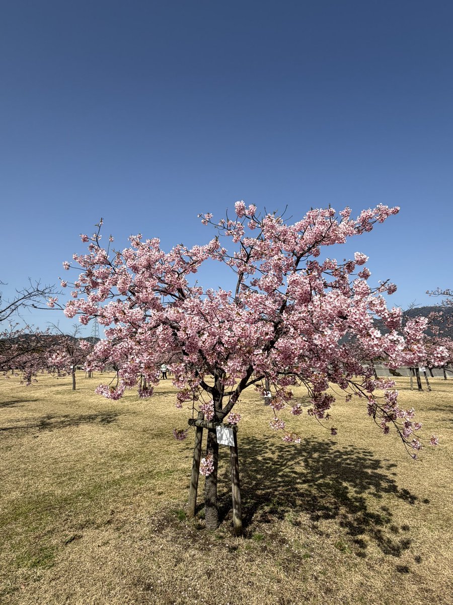 tatsuya4435's tweet photo. 防府市の新築地緑地公園の河津桜が満開です🌸 https://t.co/EYeufNZs02