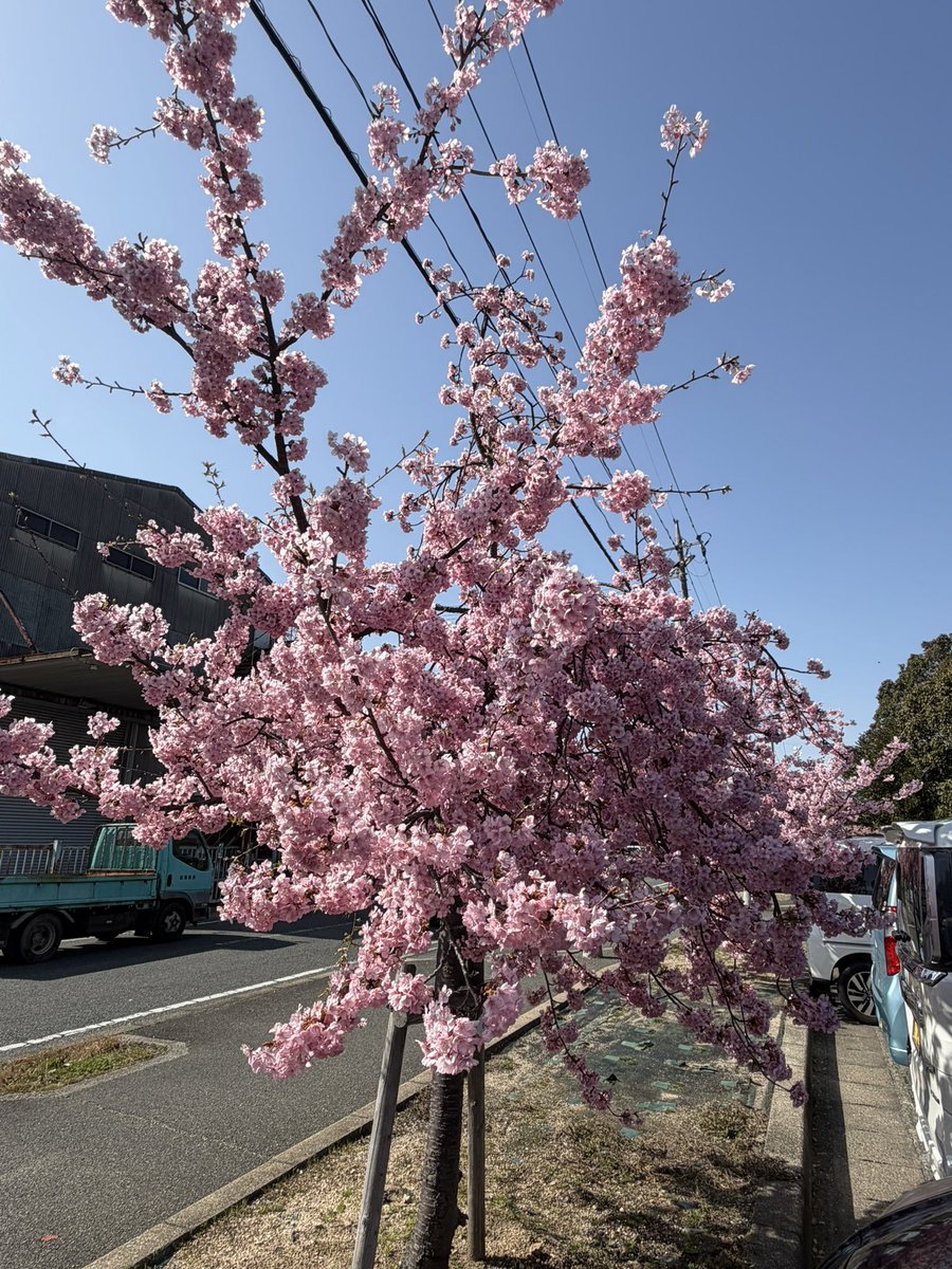 tatsuya4435's tweet photo. 防府市の新築地緑地公園の河津桜が満開です🌸 https://t.co/EYeufNZs02