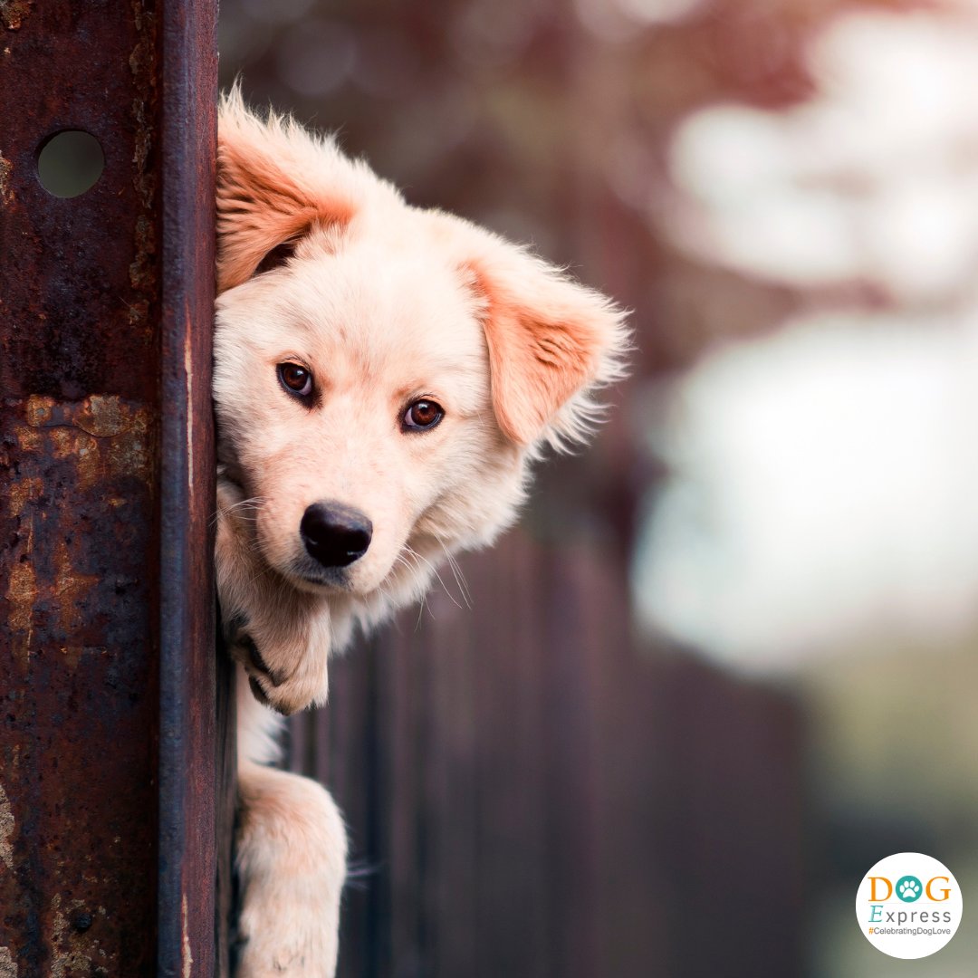 Dog_express's tweet image. New SPY in town 🧐

#Dogexpress #Doglovers #Dogowners #lovemydog #doglove #doglife🐾 #CuteDog #CuriousDog #InstaDog #DogPhotography #DogsOfInstagram #PuppyLove #AdorableDog #DogLovers #PetPhotography #DogLife #DogMoments #Pawsome #Dogstagram #DogMood #DogPeek #SweetPup #DogVibes