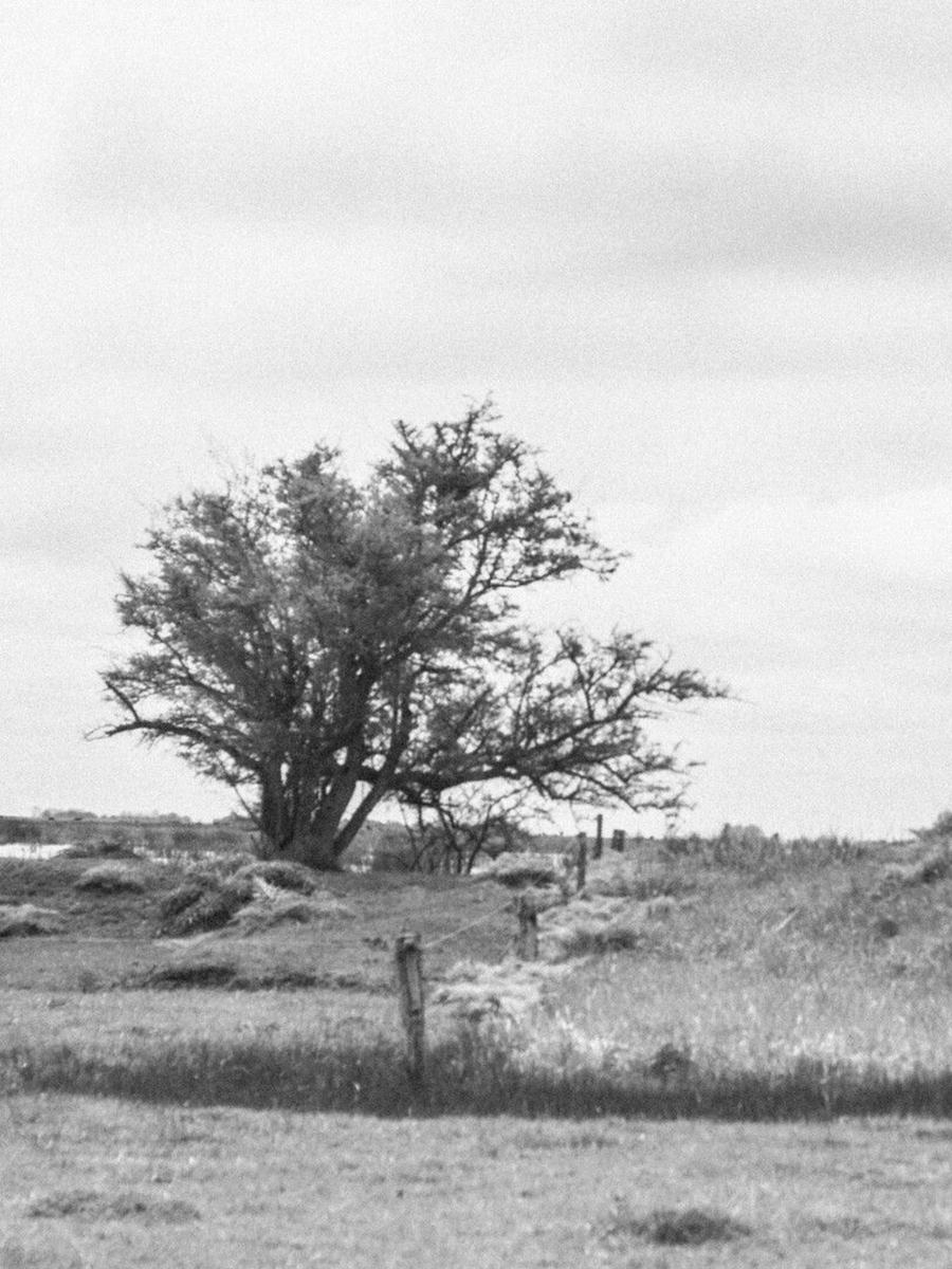 Chicago Irish Film Festival tweet media