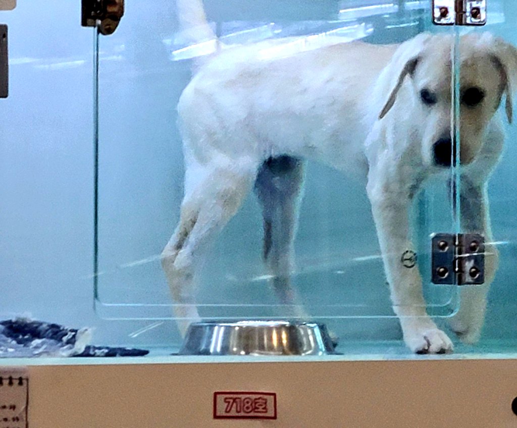 펫샵으로 돈 버는 인간들은 이렇게 큰 개가 꼬딱지만한 유리장 안에서 뱅뱅 돌아도 눈 하나 깜짝 안하는 거잖아 그게 된다는 거잖아 
진심 같은 공기 마시기도 싫어