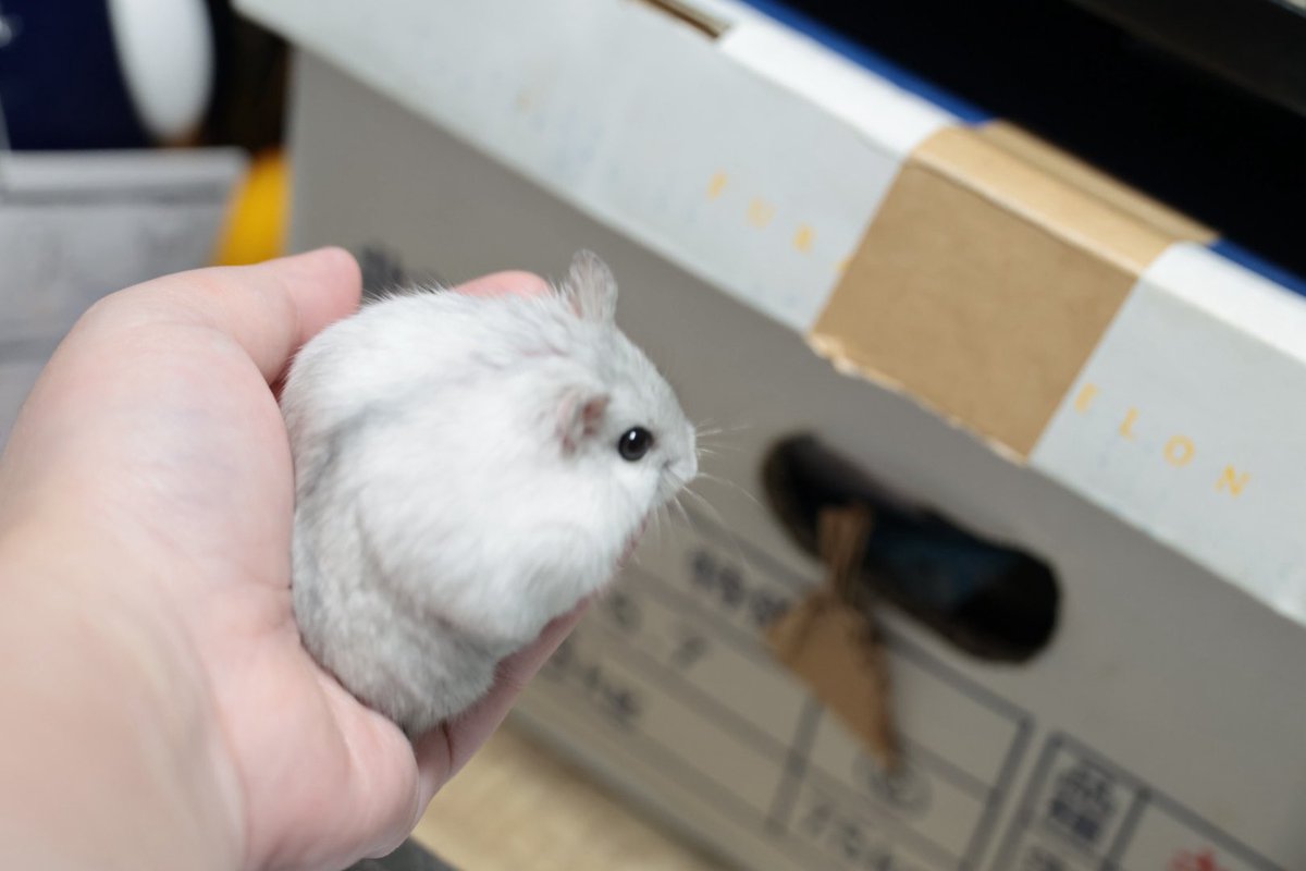 手乗りハムスター、（スマホでは撮影していない）を撮るのR5Mark2使用