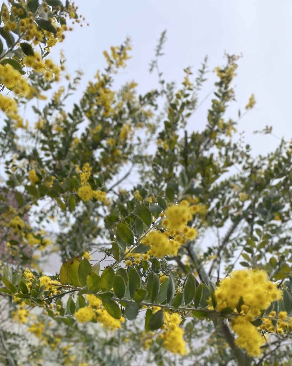 ミモザ（パールアカシア）

黄色のぽんぽんはもちろん
葉っぱもかわいい