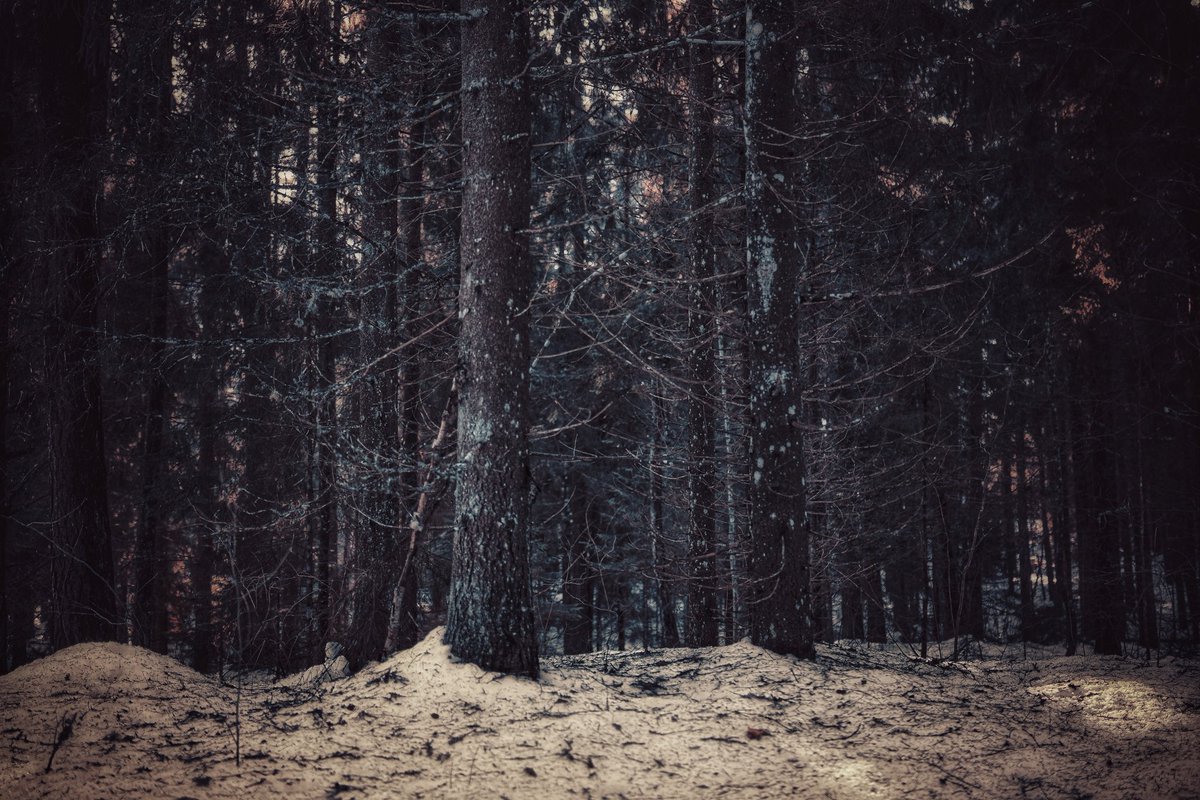 Beheroght's tweet photo. #Lithuania #NaturePhotography #Dark #FOREST #landscape #metal https://t.co/oUZvIlfDB9