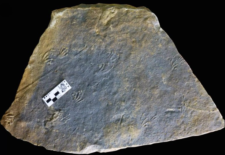 CRCpaleos's tweet image. HUELLAS JURÁSICAS
Identifican dos juegos de huellas fosilizadas de lagarto del Jurásico bien conservadas en Asturias (España)

📰eldebate.com/ciencia/202603…
vía @eldebate_com 
#Jurasico #Reptiles