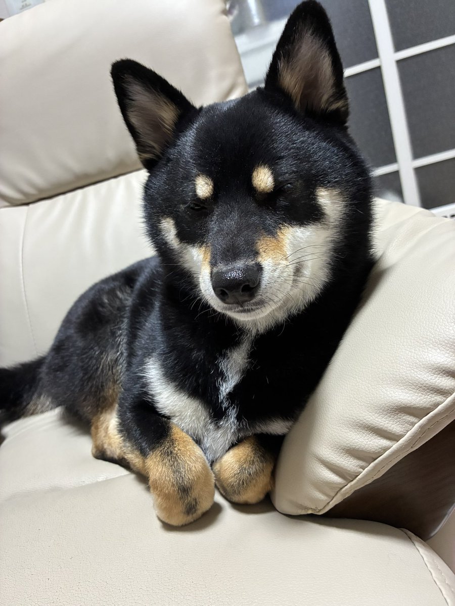 p_ba75's tweet photo. @SteveFugudis 

今日もおててないないしてくれました！
我が子(犬)はどこで覚えてくるのやら……？でも可愛いからおっけい♡
 #柴犬スティーブ  #柴犬 https://t.co/WRjHFtgO5K