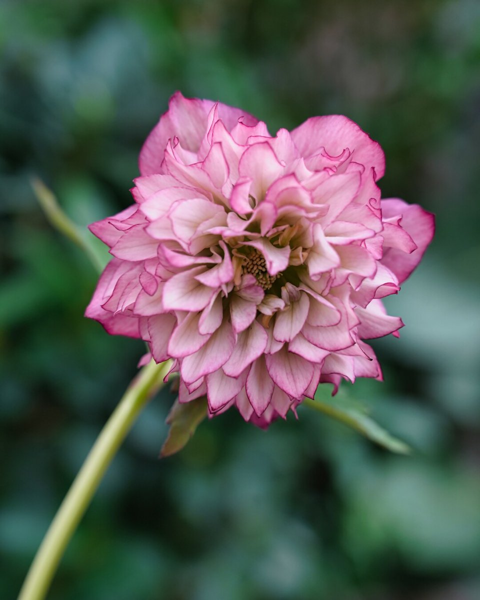 クリスマスローズ　吉田園芸ピエラセミダブル　未株分け