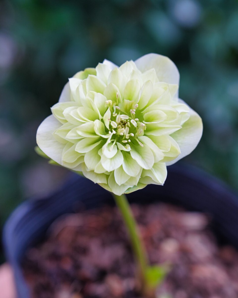 クリスマスローズ　吉田園芸ピエラセミダブル　未株分け