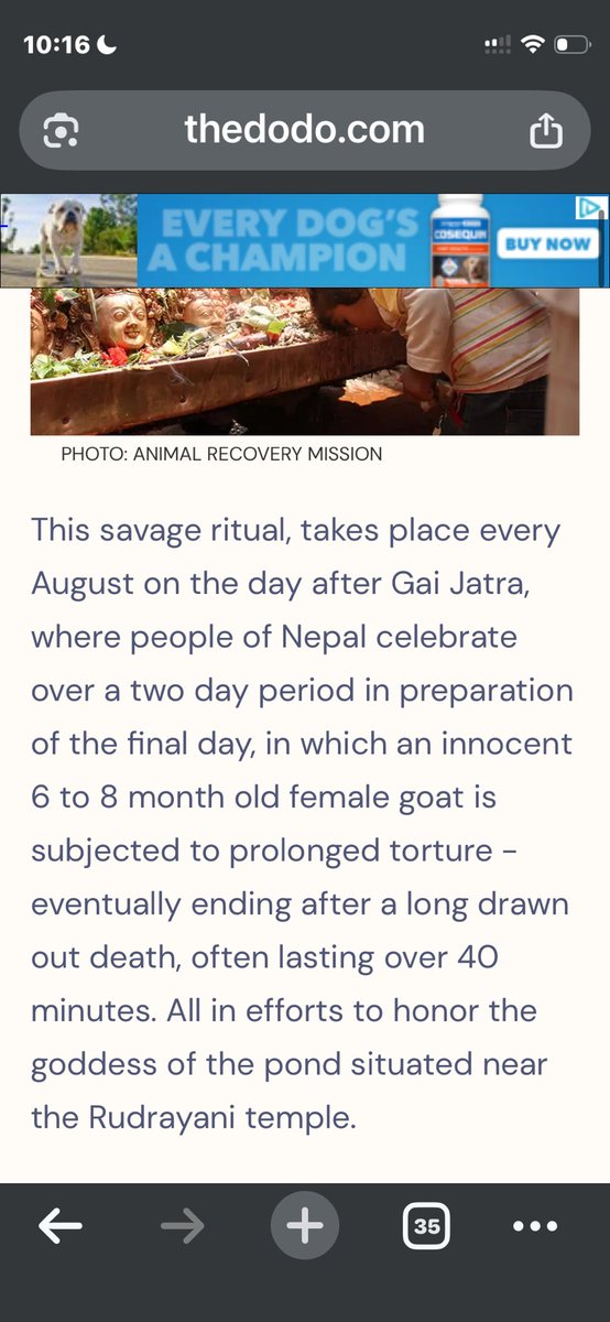 I was looking into the video of Indians throwing baby goats and found this??? ☠️