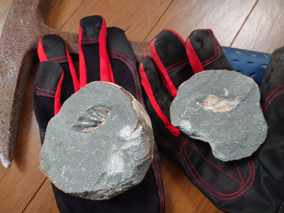 この間拾ってきたノジュールを割ったら二枚貝が入ってました😊

#ビーチコーミング #化石