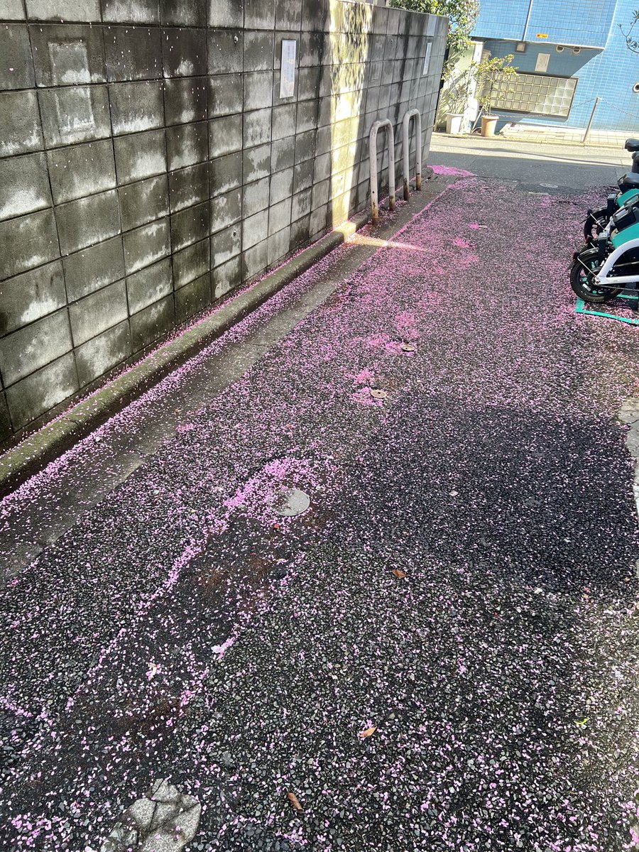 Astonalaude's tweet photo. 春が来ましたね🌸 https://t.co/n33X5CAICt
