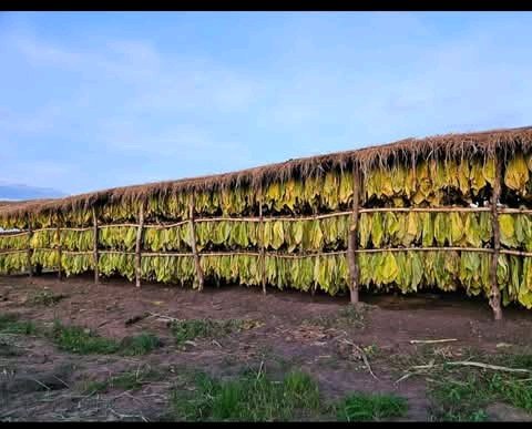 hiiii kaya tweet media