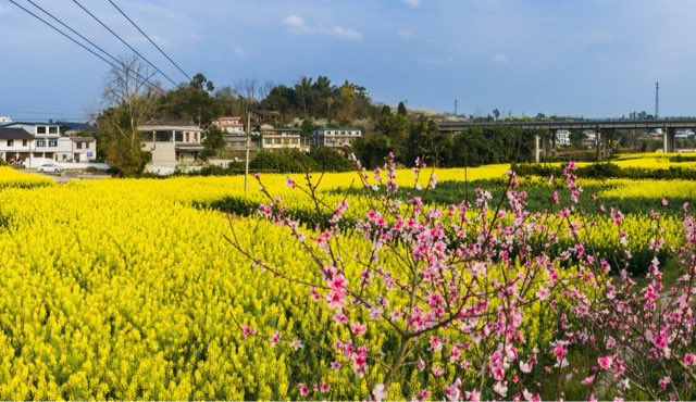 RubyStr99926364's tweet photo. 花开���顺! 花田喜事到🌼 #Zigong #富顺 #Fushun #cute #panda #photograghy #tiger #lion #flower #SpringTraining #Sun https://t.co/xX9yr7H0Pt