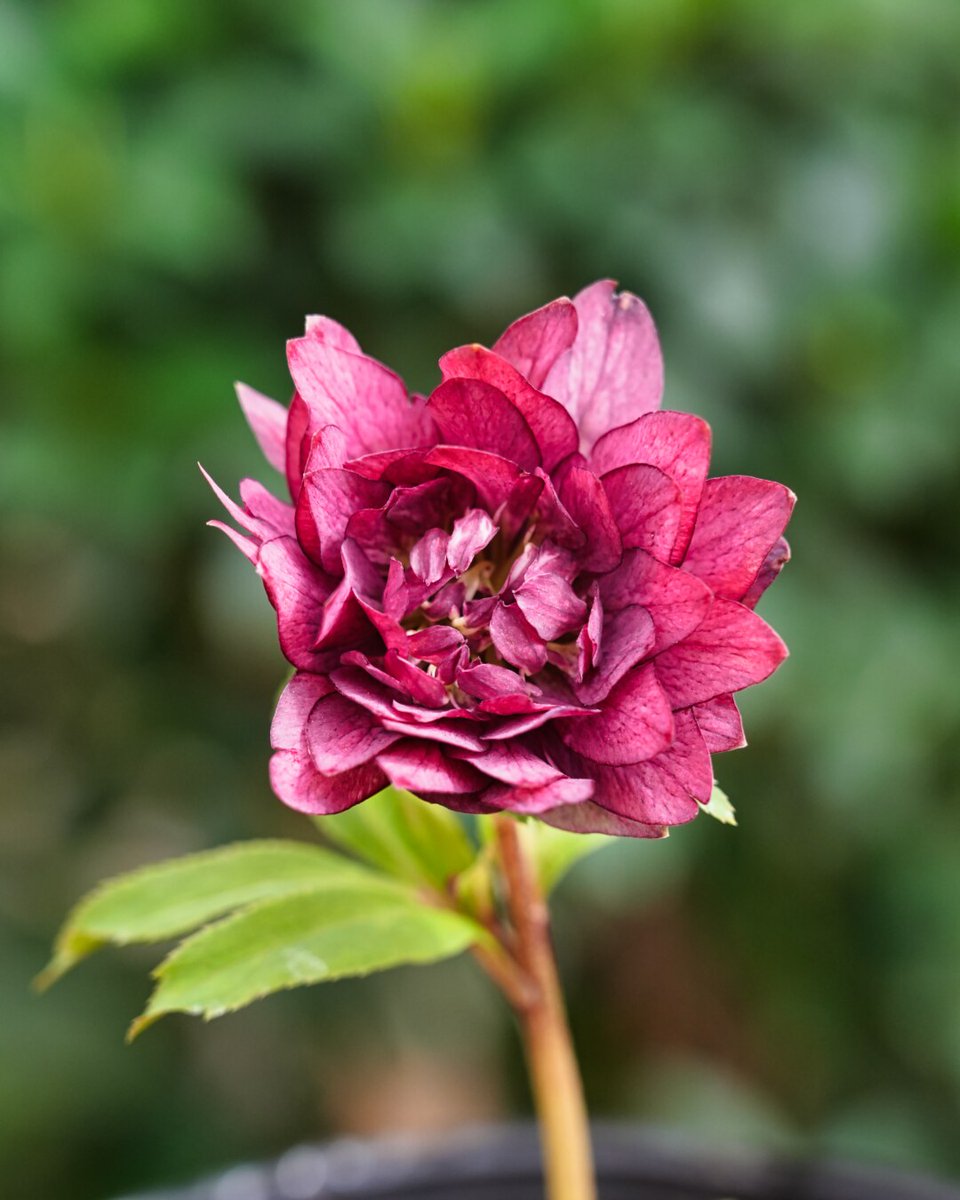 クリスマスローズ　吉田園芸ピエラセミダブル　未株分け