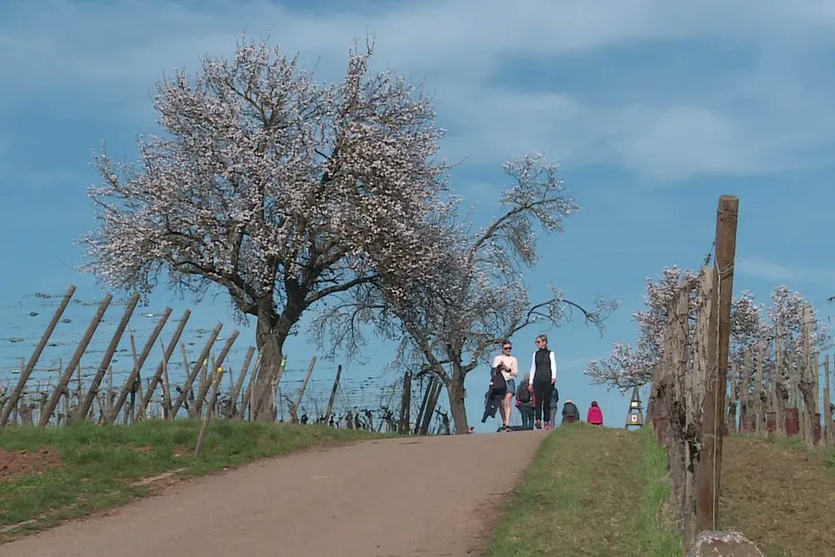 F3Alsace's tweet image. "C'est mon pèlerinage annuel" : cette colline viticole attire des milliers de visiteurs venus admirer un phénomène rare
#tourisme #Alsace 
france3-regions.franceinfo.fr/grand-est/haut…