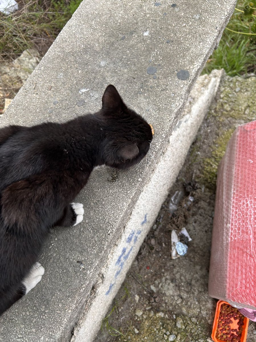 Kendisini beslemek için 8.30 da migrosun önünde nöbet tuttum