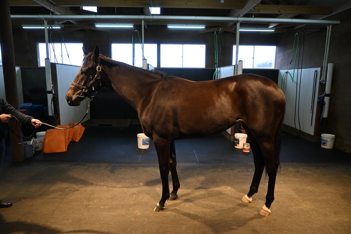 オプティミスタ…現在馬体重488kg
とにかく順調、今は15-15-15を重点的に坂路調教
移動は4月頭位には出来るのでは？とのこと🥰
移動前には3ハロン42秒台を試したいそう
スタッフさんのトーンも高く、期待は相当なものを感じました。
イヤリング時代から凄く大人しく、従順で扱いやすい良いコちゃん😆