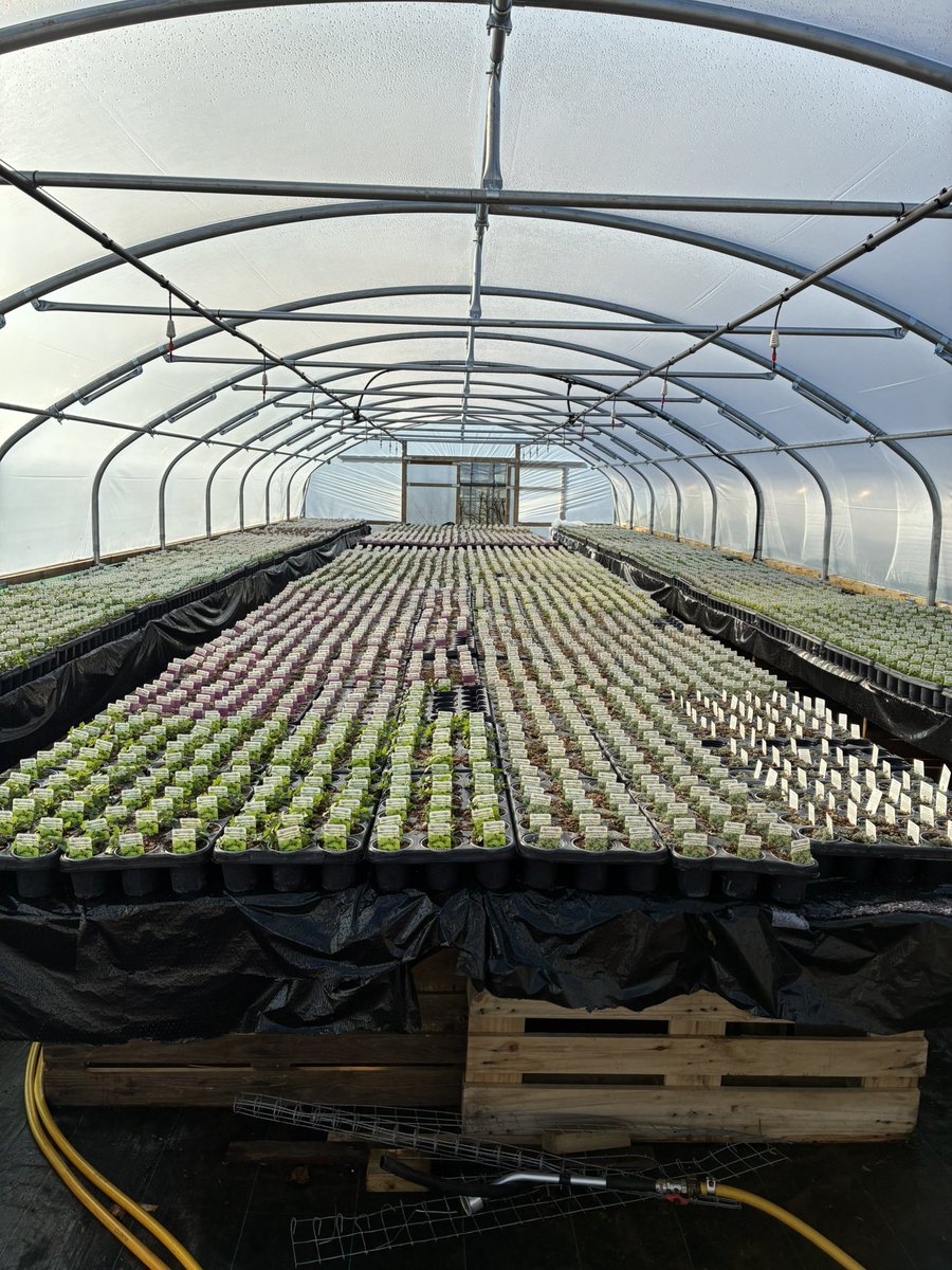 kitchenGarden tweet media