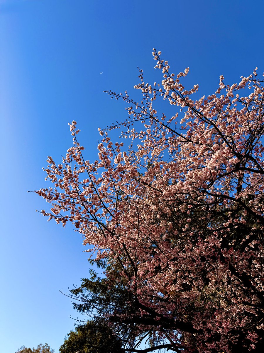 山本和邦 Kazukuni Yamamoto tweet media