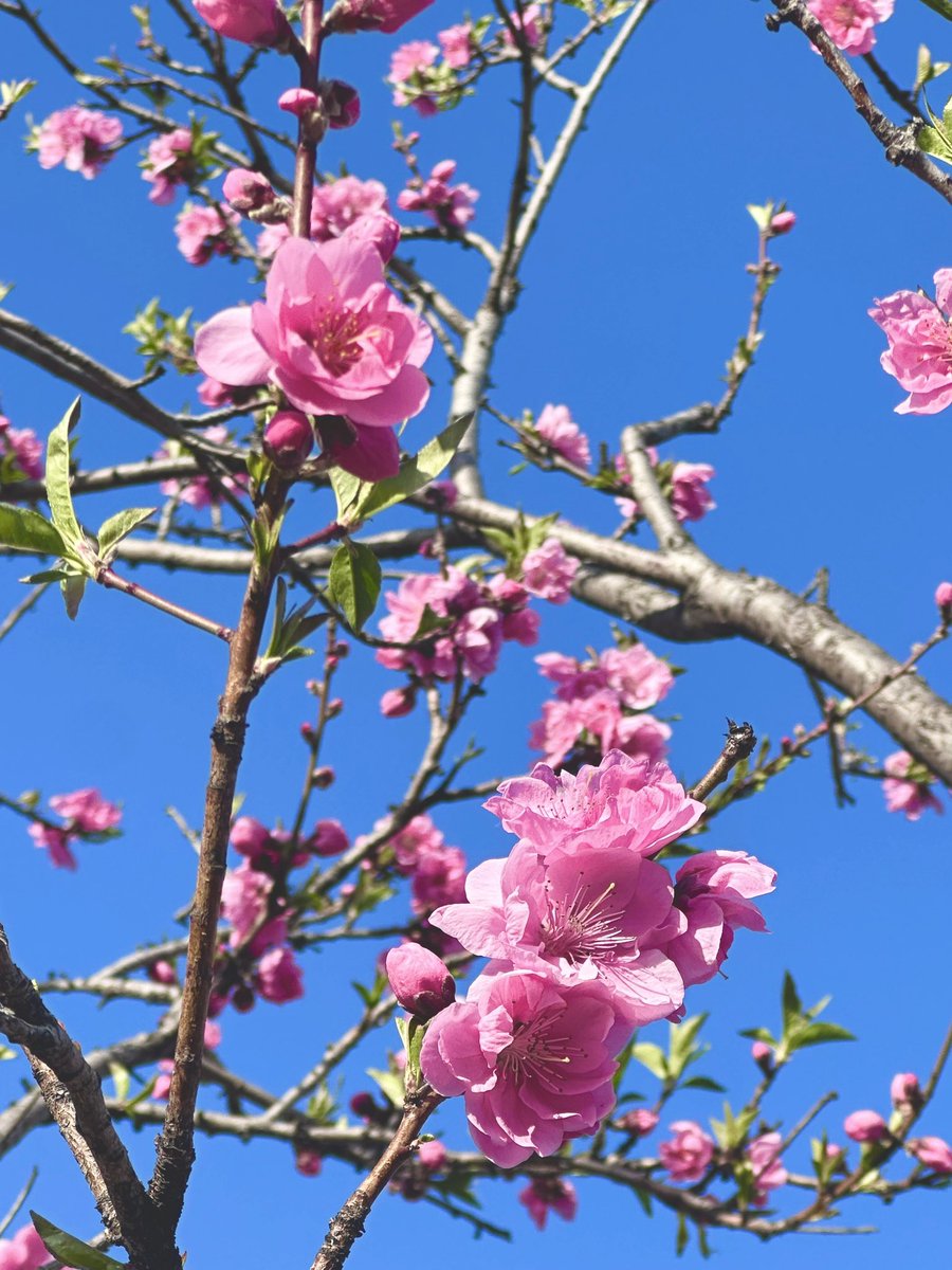 髪の毛も春色になったー✨ハナモモ咲いてたよ🌸