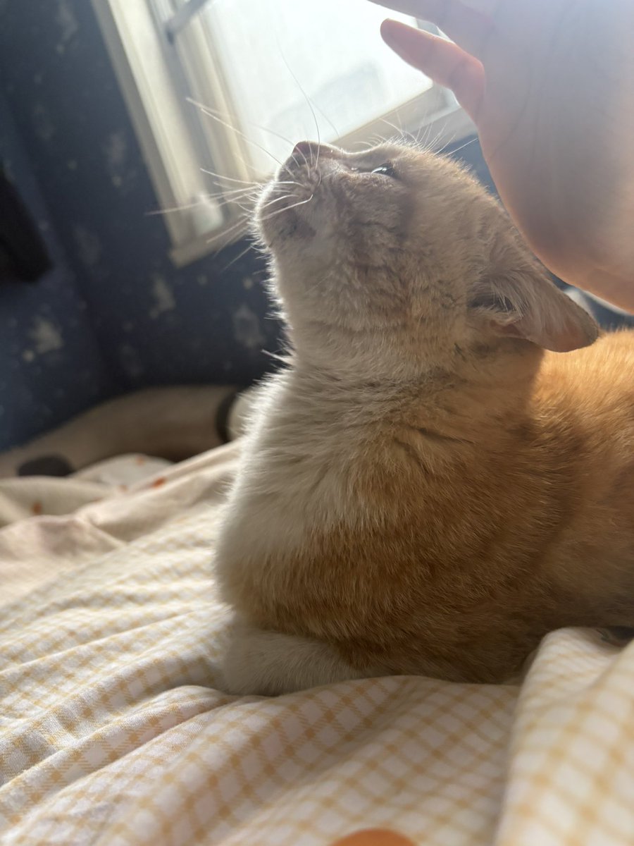 土豆泥泥面 tweet media